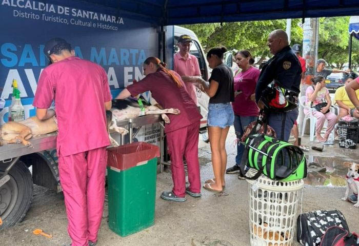 En Santa Marta 8 mil perros y gatos serán esterilizados