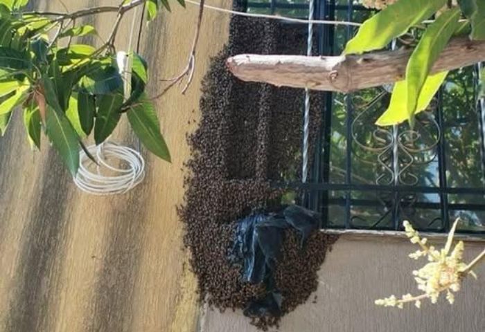 Alerta en Santa Helena por enjambre de abejas en una vivienda