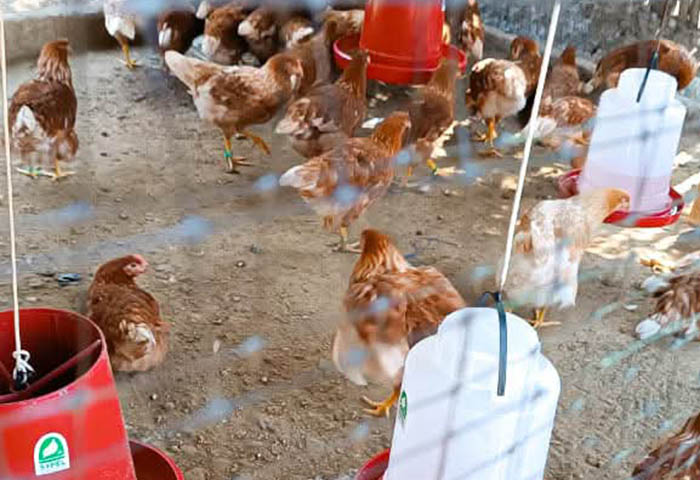Entregaron 4.500 gallinas ponedoras para impulsar su producción en Pedraza