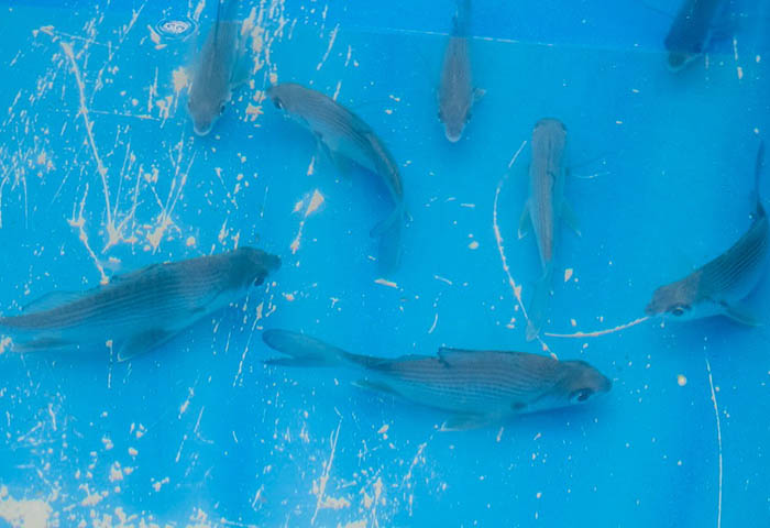 Investigadores lograron reproducir en laboratorio la mojarra rayada