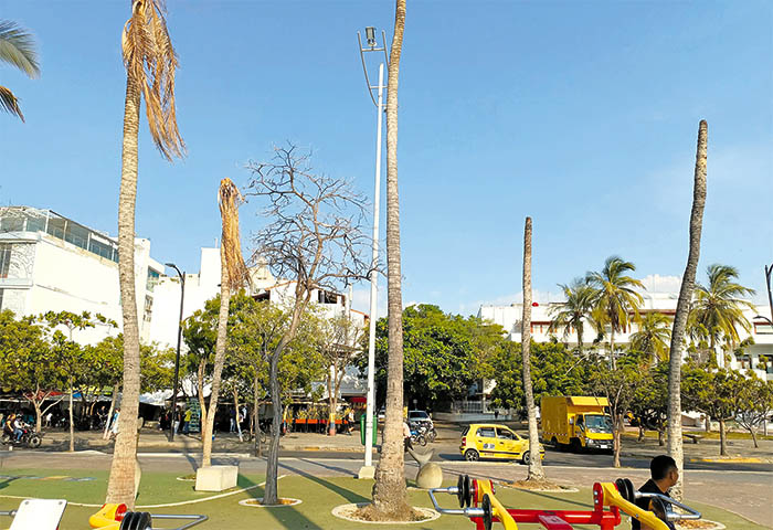 Varias palmeras y árboles secos ameritan un reemplazo urgente  